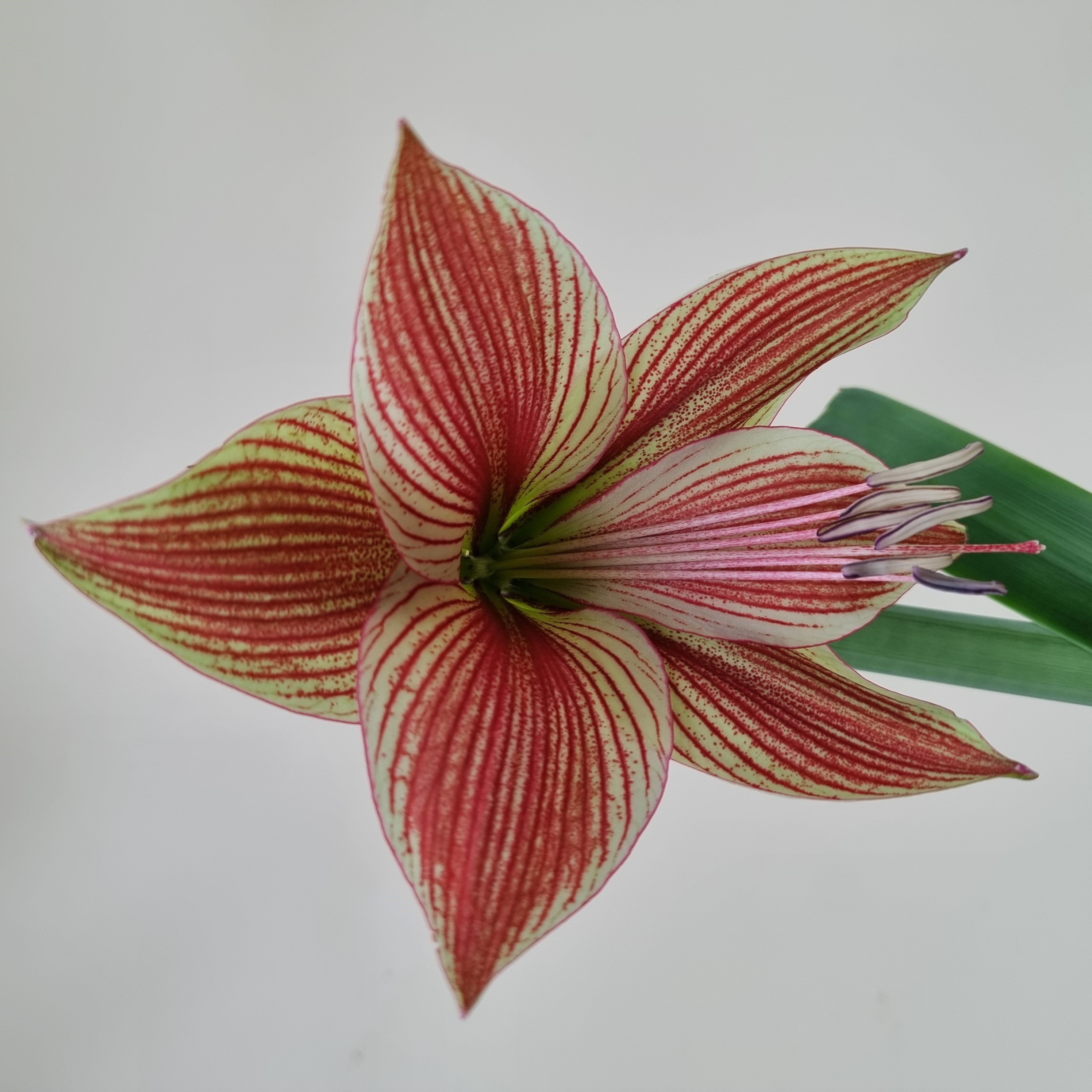 11. Hippeastrum Exotic Star	