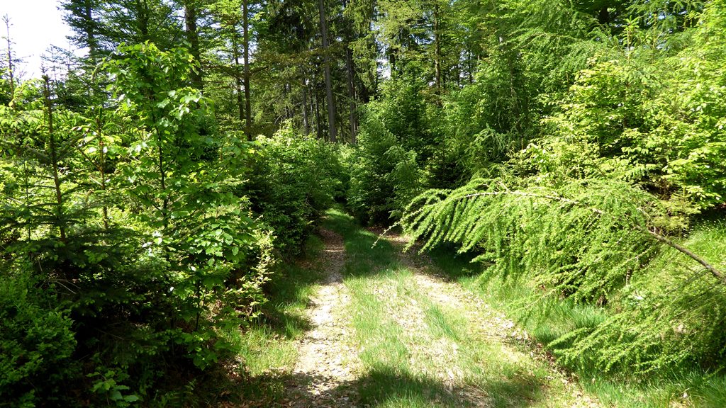Es geht hinunter zur Mehrntalhütte
