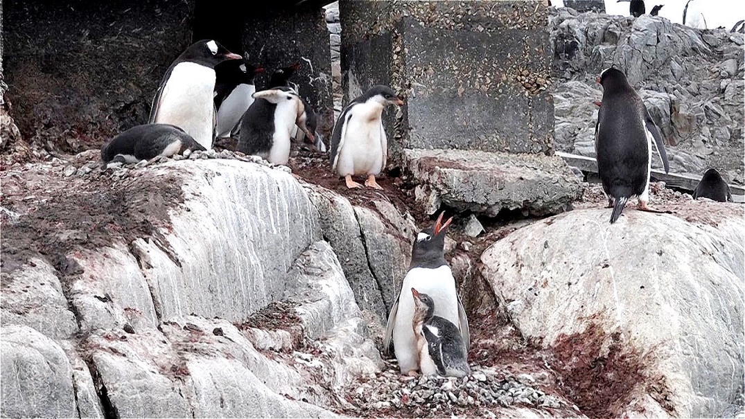 Bei der Station sind sie vor den Skuas (Raubmöven) geschützt !