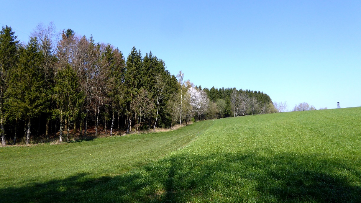 Im Wald hinter der Wienergerger Ziegelfabrik