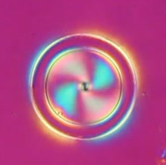 Toroidal colloid in nematic LC