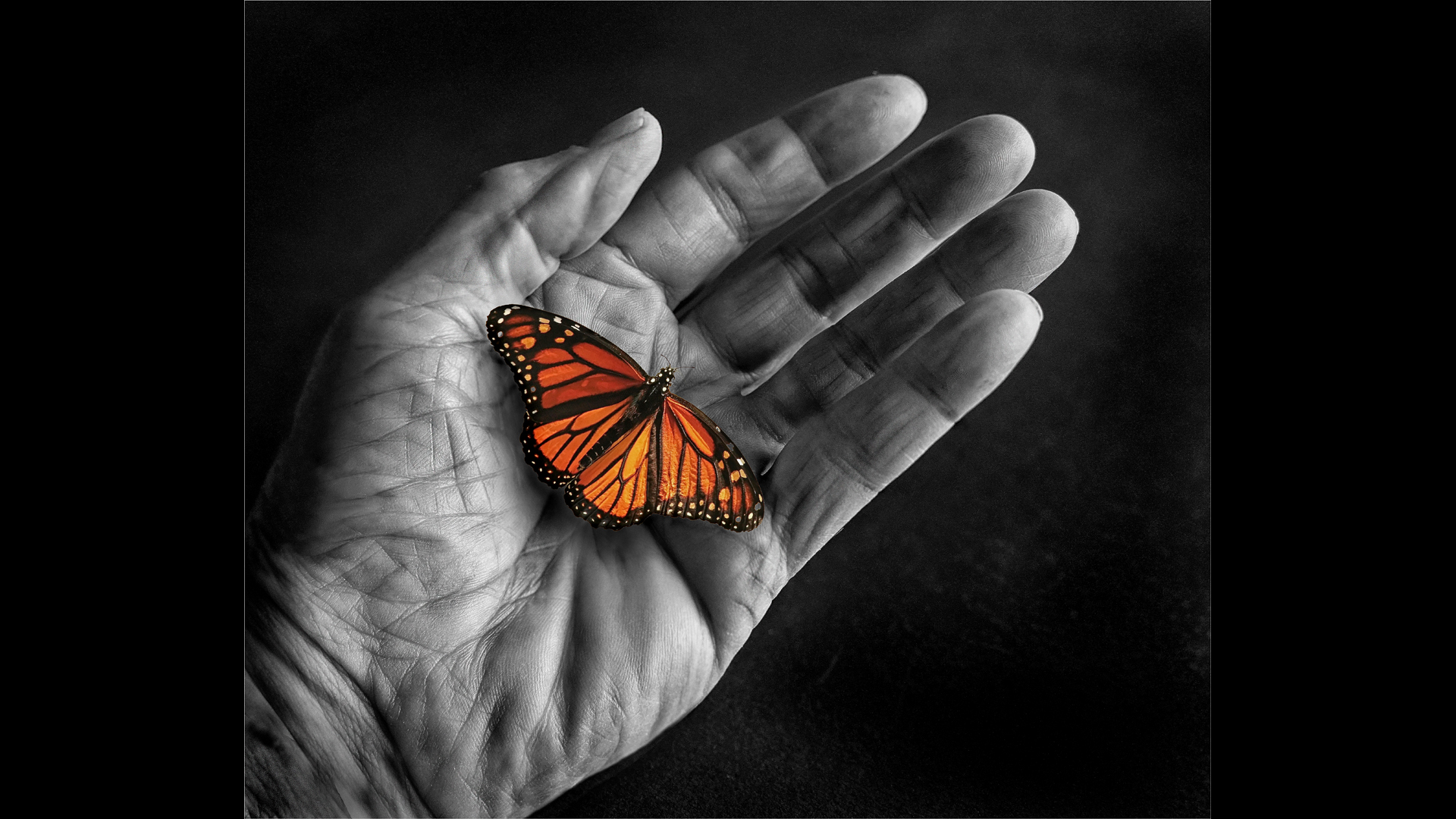 1st Place: A Butterfly In The Hand (Malcolm Harris)