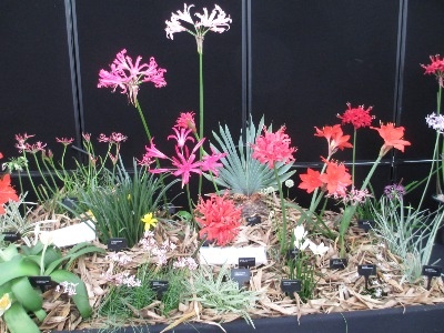 We exhibited other examples of Amaryllids, besides Nerines.....