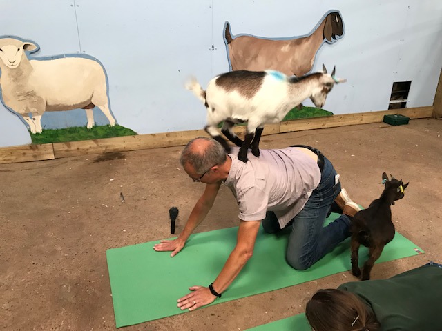 Goat Yoga