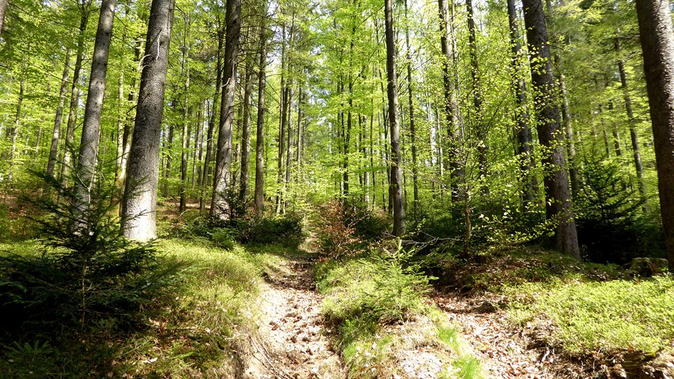 18. April 2020    Hinauf zum Kalteis