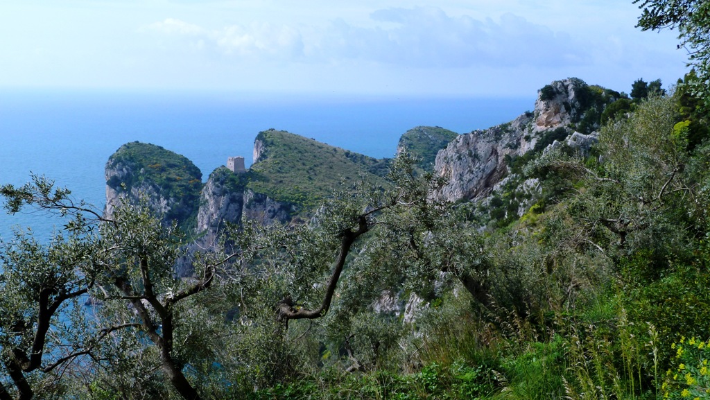 Blick über den Olivenhain