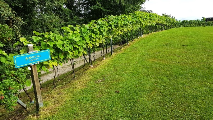 Weingarten - östlicher Teil