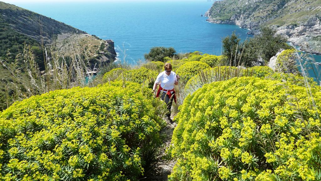 Durch blühende Wolfsmilchstauden