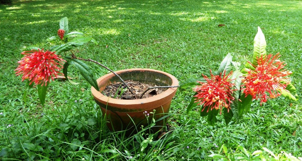 Interessante Blütenpflanze