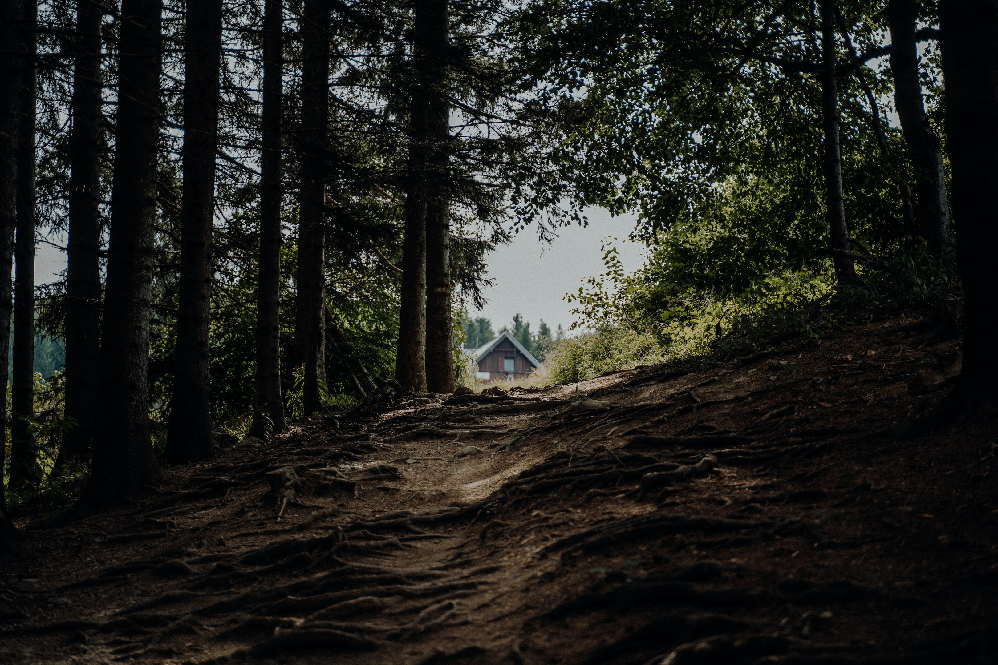 a dirt path in the middle of a forest