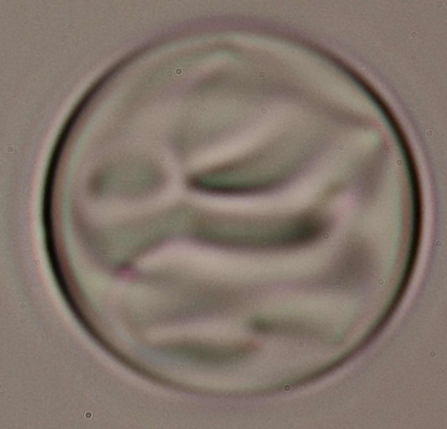 Chiral nematic droplet after a quench 2