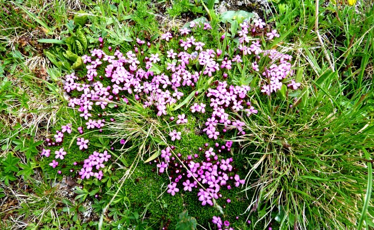 Stengelloses Leimkraut