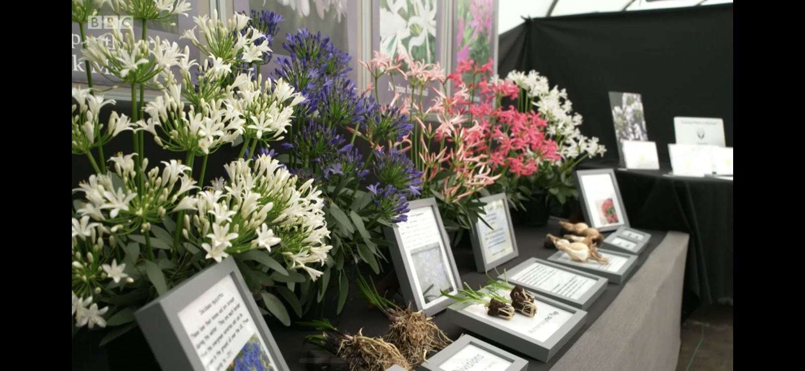 Another beautiful and informative display of Nerines and Agapanthus.