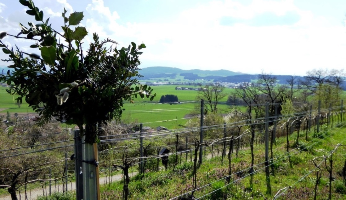 2017_02_23  Palmbuschen