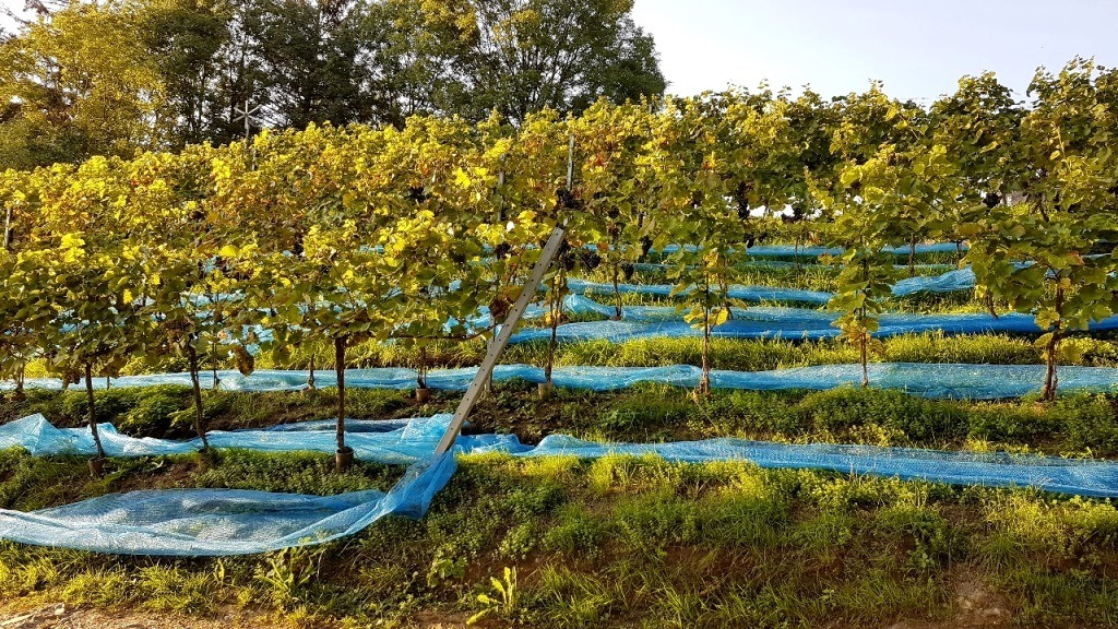 Die Netze müssen eingeholt werden