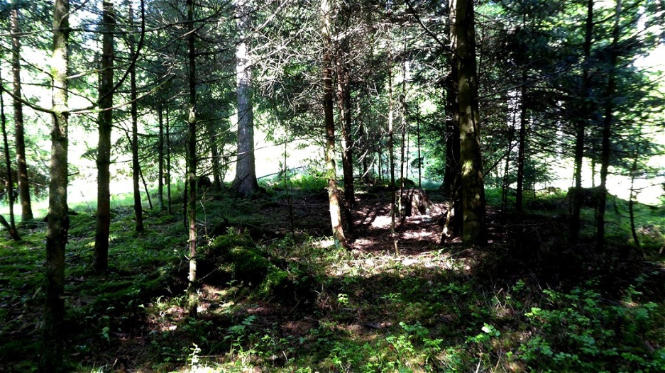 Baumbewachsener Tumulus 
Sechs Eisenlanzenspitzen und ein Antenndolch wurden gefunden