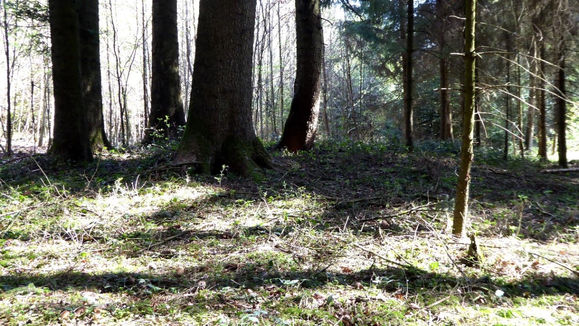 Mächtige Bäume auf einem Grabhügel