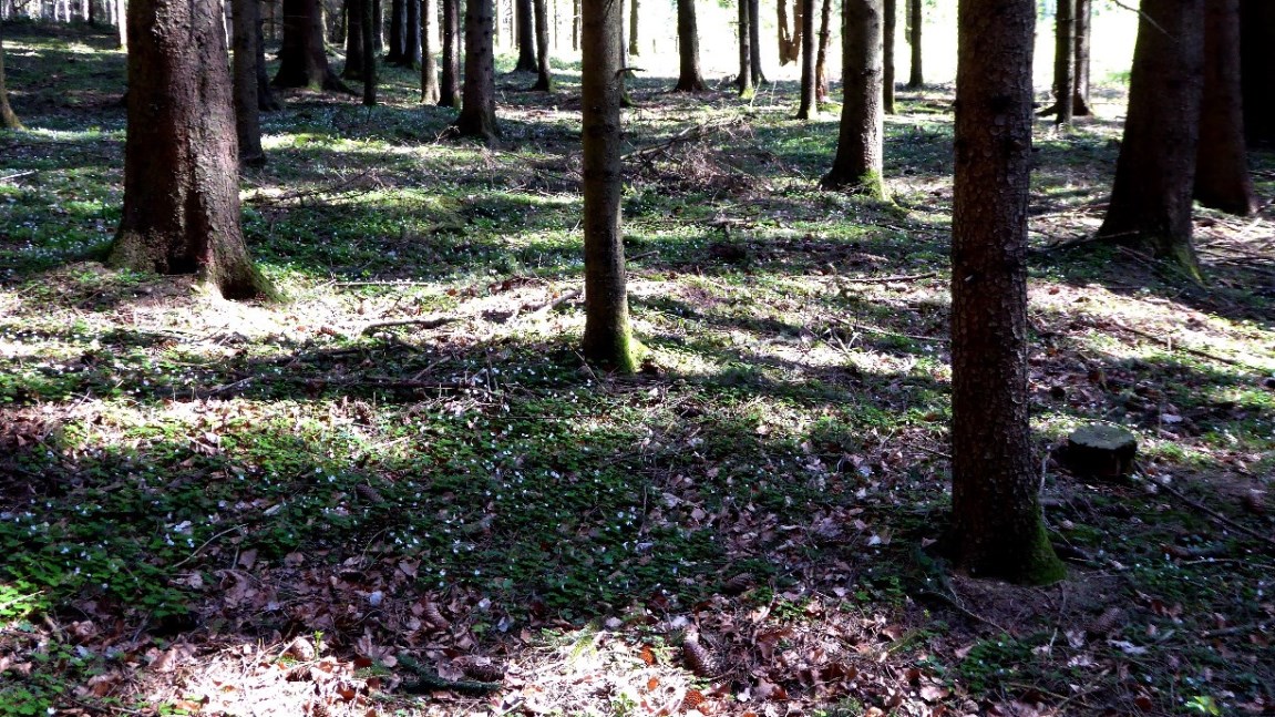 Im unteren Teil des Wäldchens sind nur mehr flache Grabhügel zu erkennen