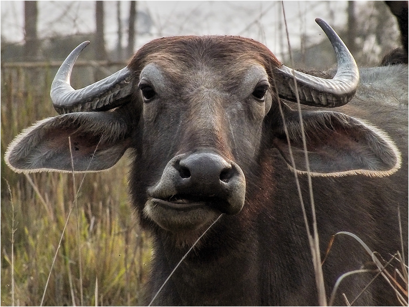 Indian Buffalo