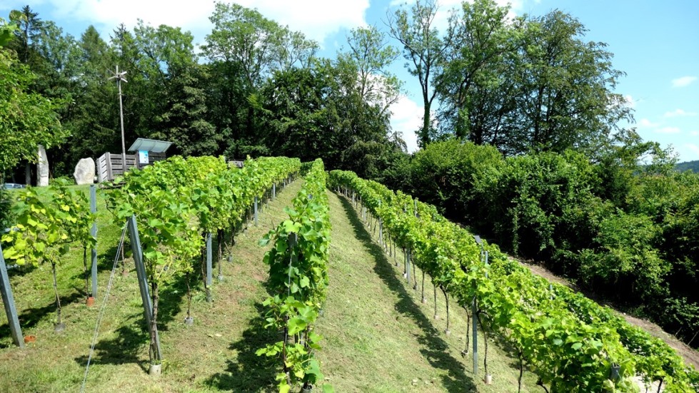 Der Weingarten - ein Schmuckstück