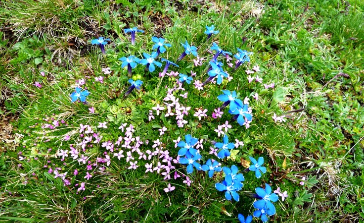 Leimkraut mit Frühlingsenzian