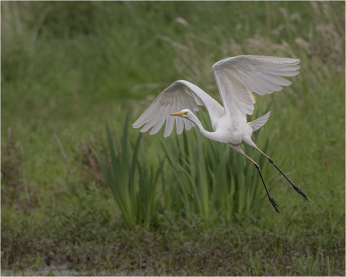 1st Place: Great Egret (Ardea Alba) - (Michael Bull)