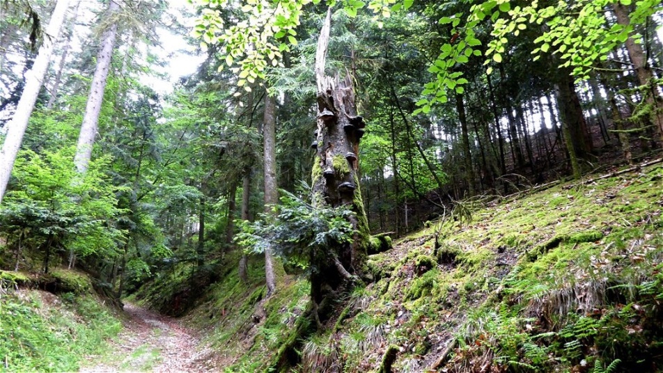 Aufstieg im Westgraben der Fliehburg