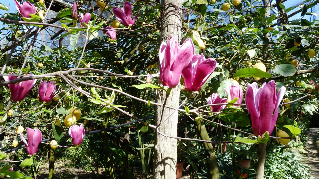 Zitronen und Blüten