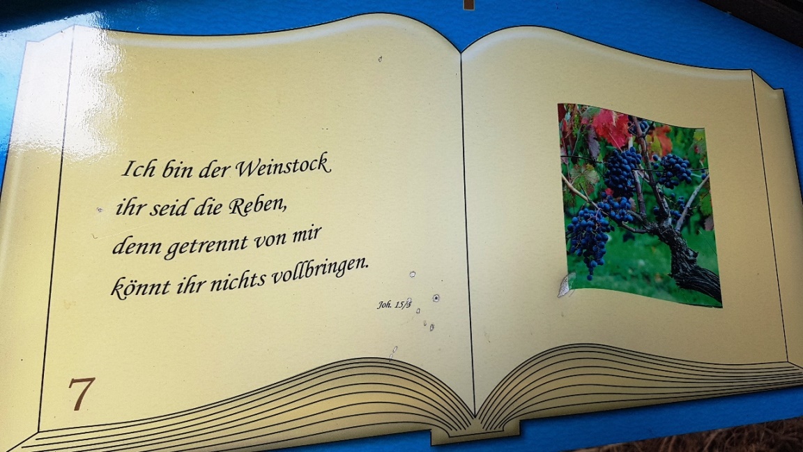 Wanderung zum Weingarten auf dem Schlossberg - 12. Juli 2019