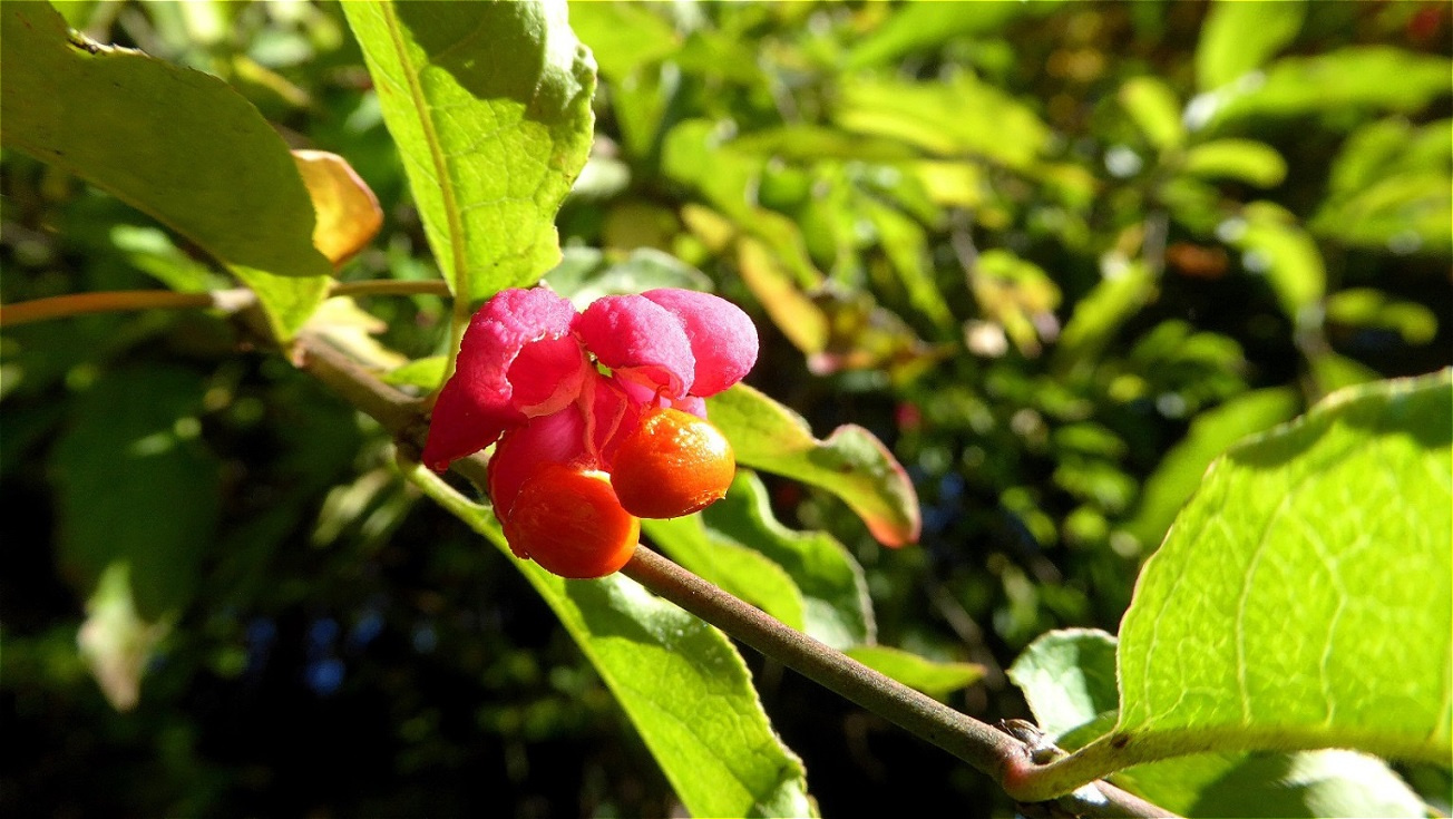 Rätselhafte Herbstblüte