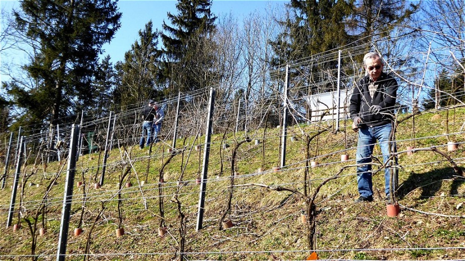 Befestigung der Rebenbögen