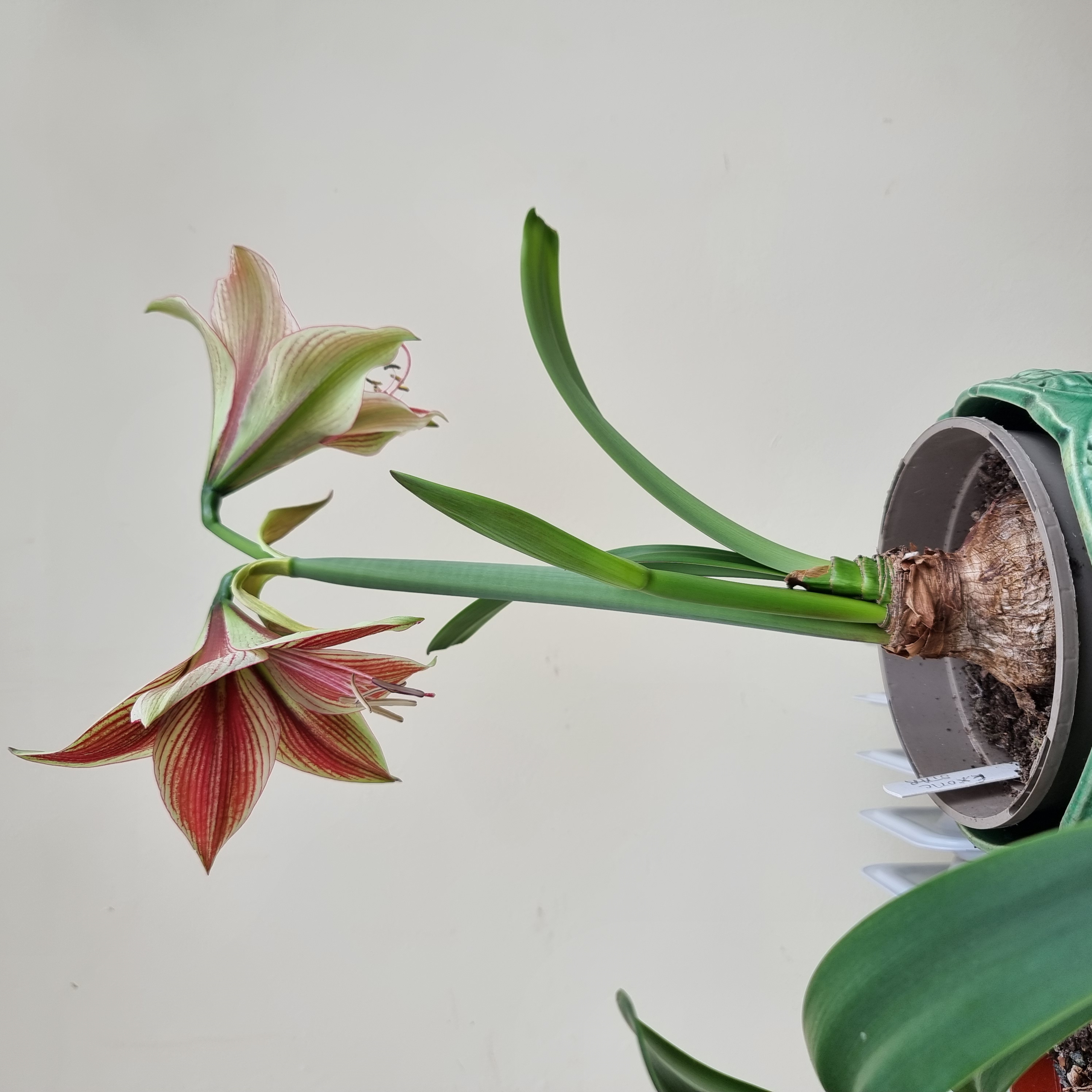 10. Hippeastrum Exotic Star	