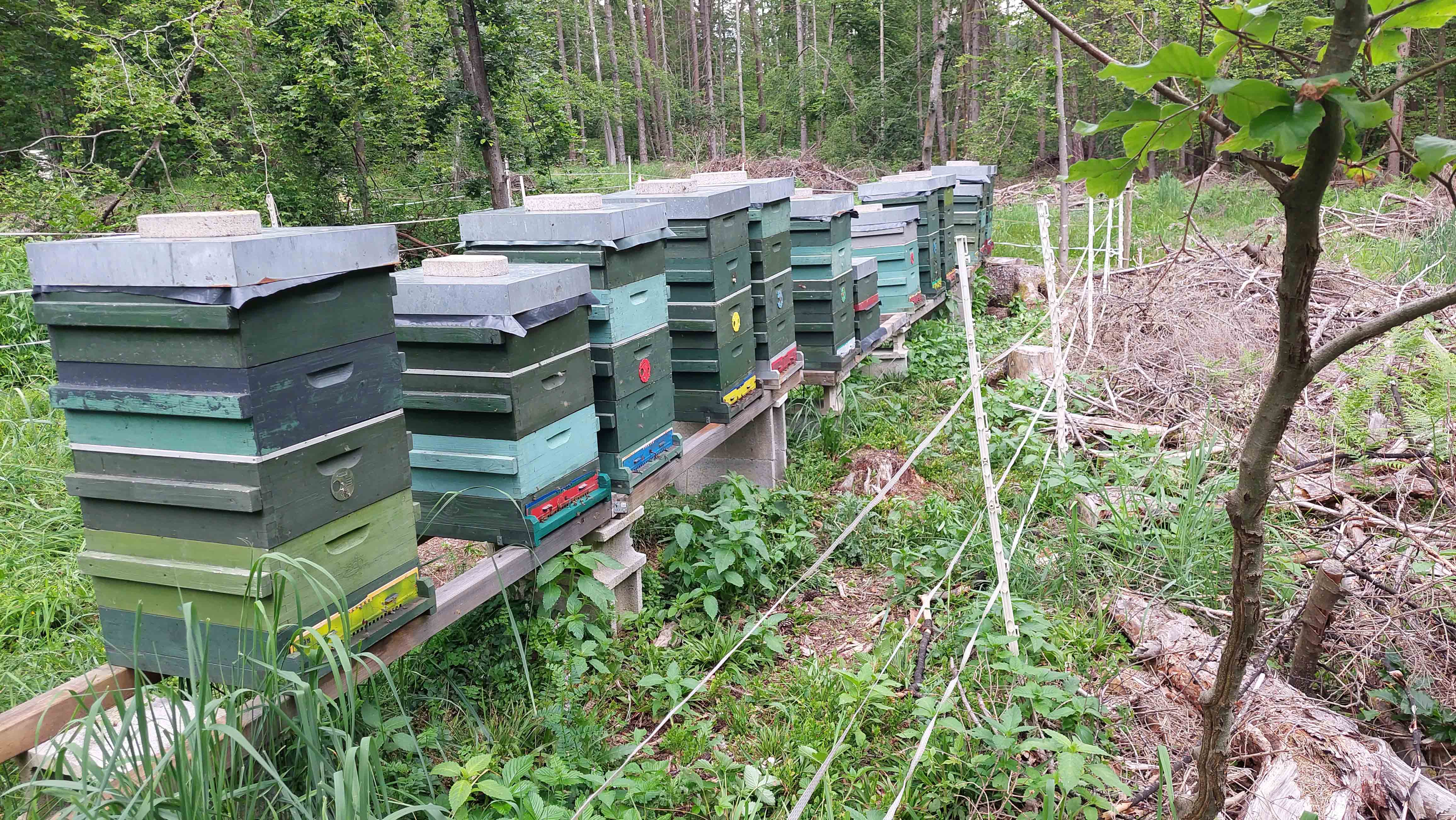 Bienenvölker Sattnitz Ost
