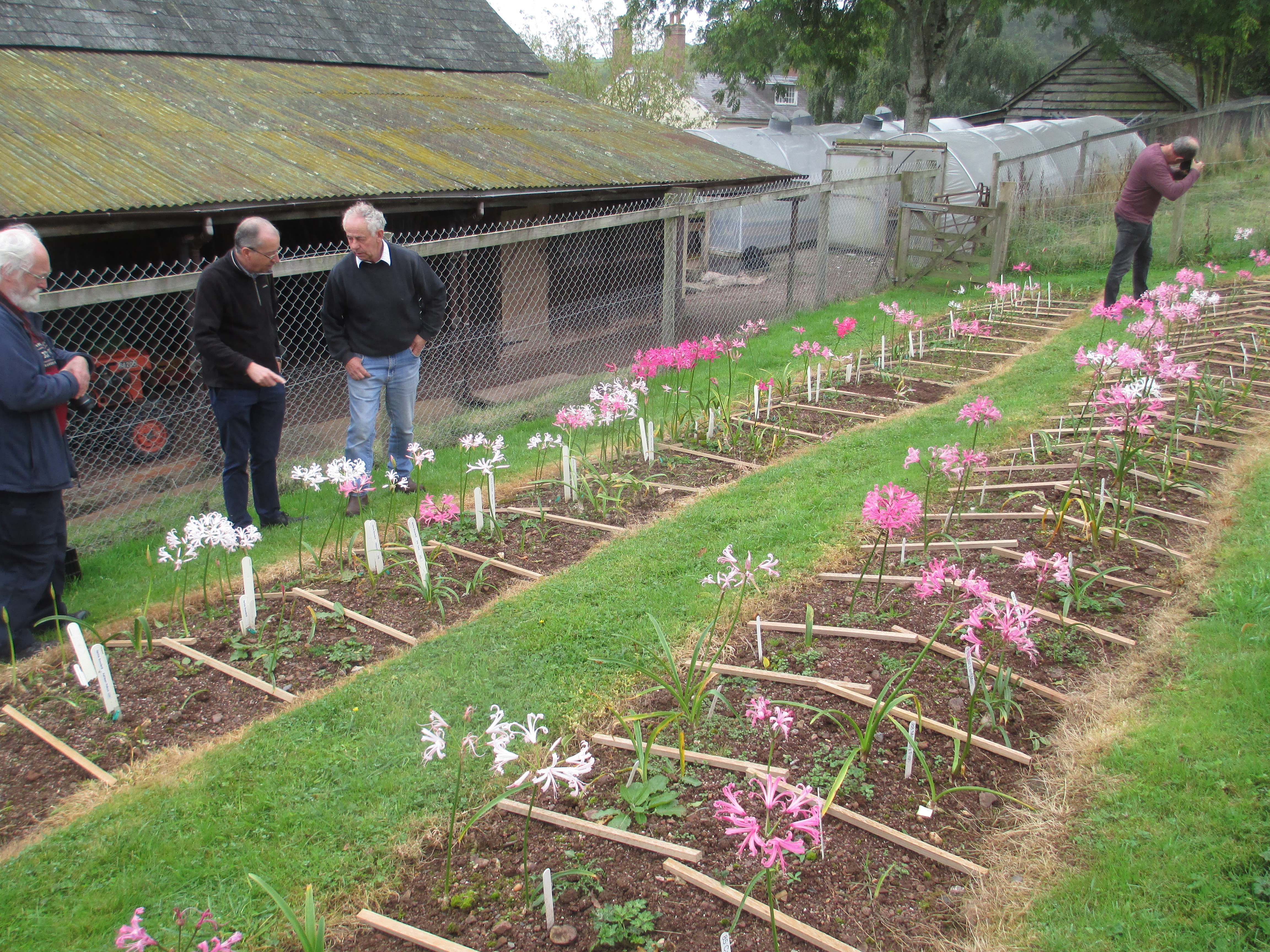 Steve has moved his National Collection of hardy Nerines up into new beds carved out of the field next door. 
