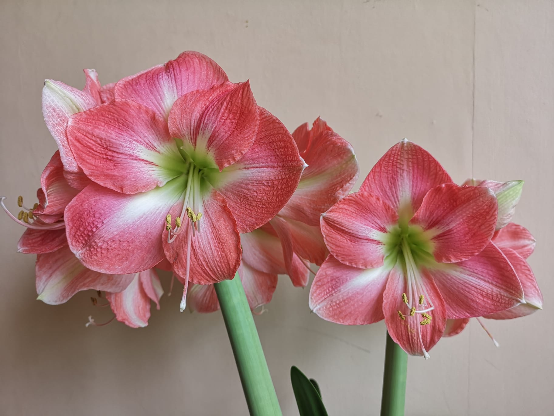 1. Hippeastrum Best Seller	