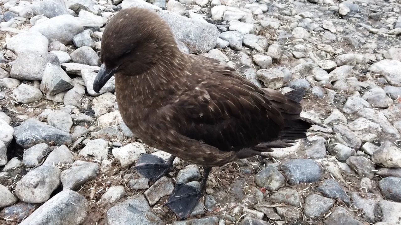 Skua-Raubmöve - ohne Scheu - direkt vor mir !