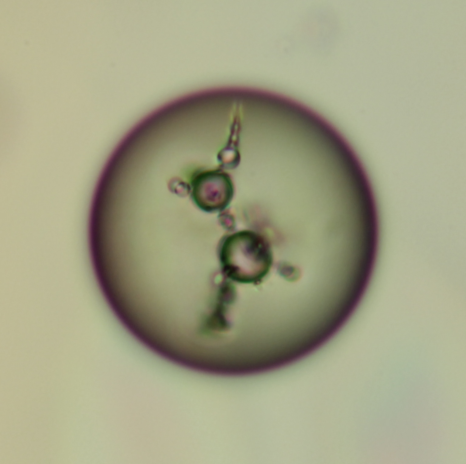 Droplets of fluorinated oil inside a liquid crystal droplet form a fractal structure