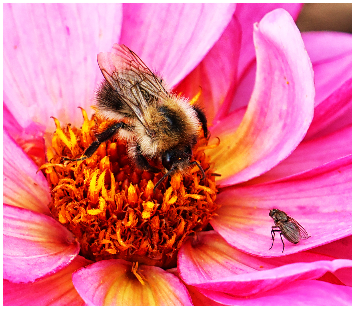 Commended: Pollinators (Ray Dulai)