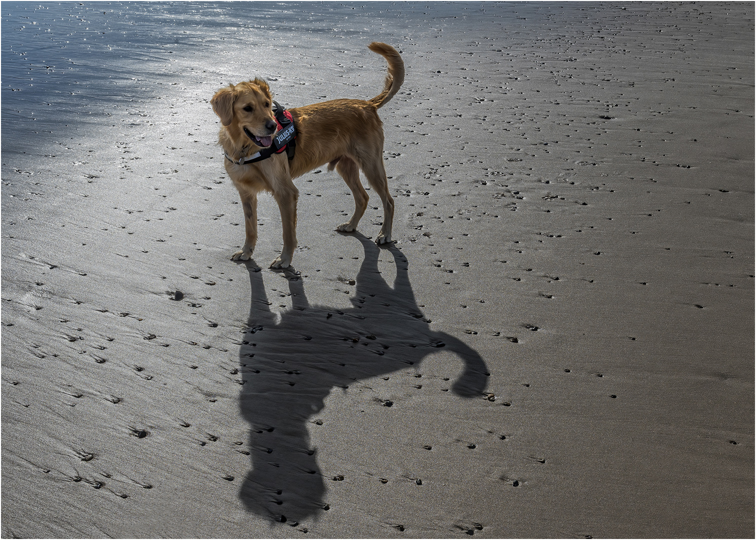 Commended: Me and My Shadow (Mark Rock)