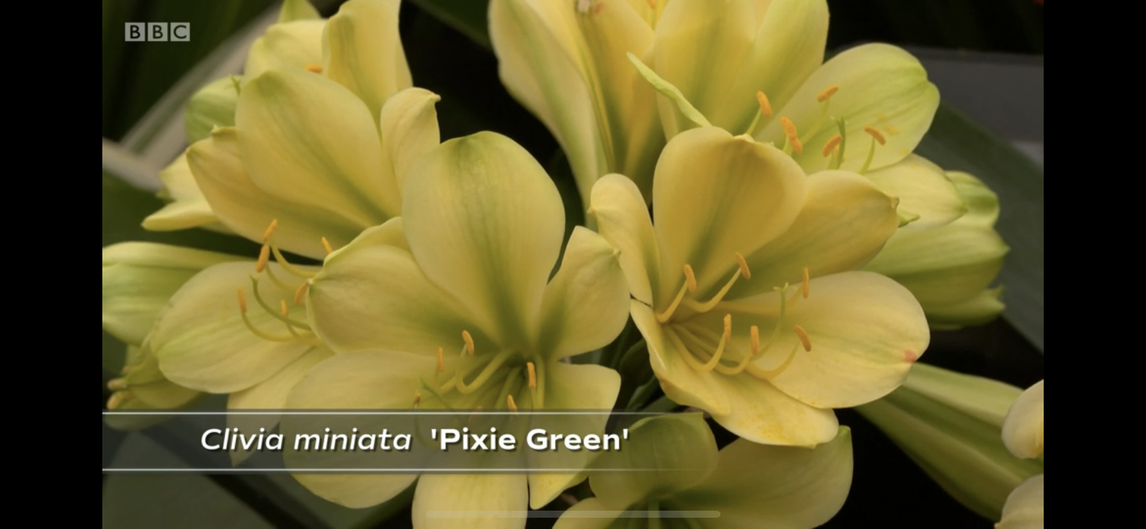 One of this year's new varieties produced by Steve.