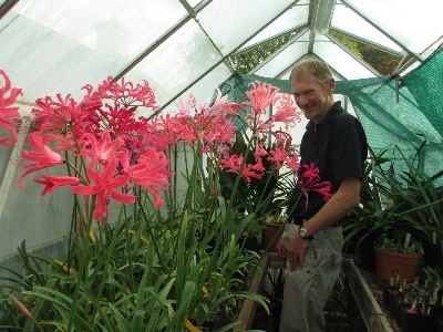 Member Jonny Hartnell admiring a group of Zeal hybrids bred by Terry Jones and Yealm 'King', 'Queen' and 'Seashell' bred by Dr. Marion Wood.