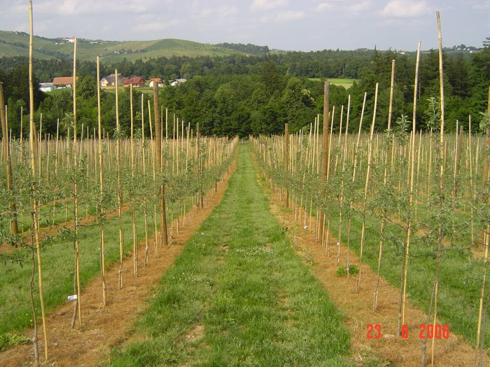 Bambusove palice, ki služijo za oporo mladim sadikam v jablanovem nasadu.