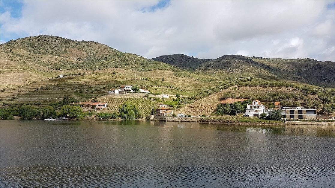 Weinberge am linken Ufer