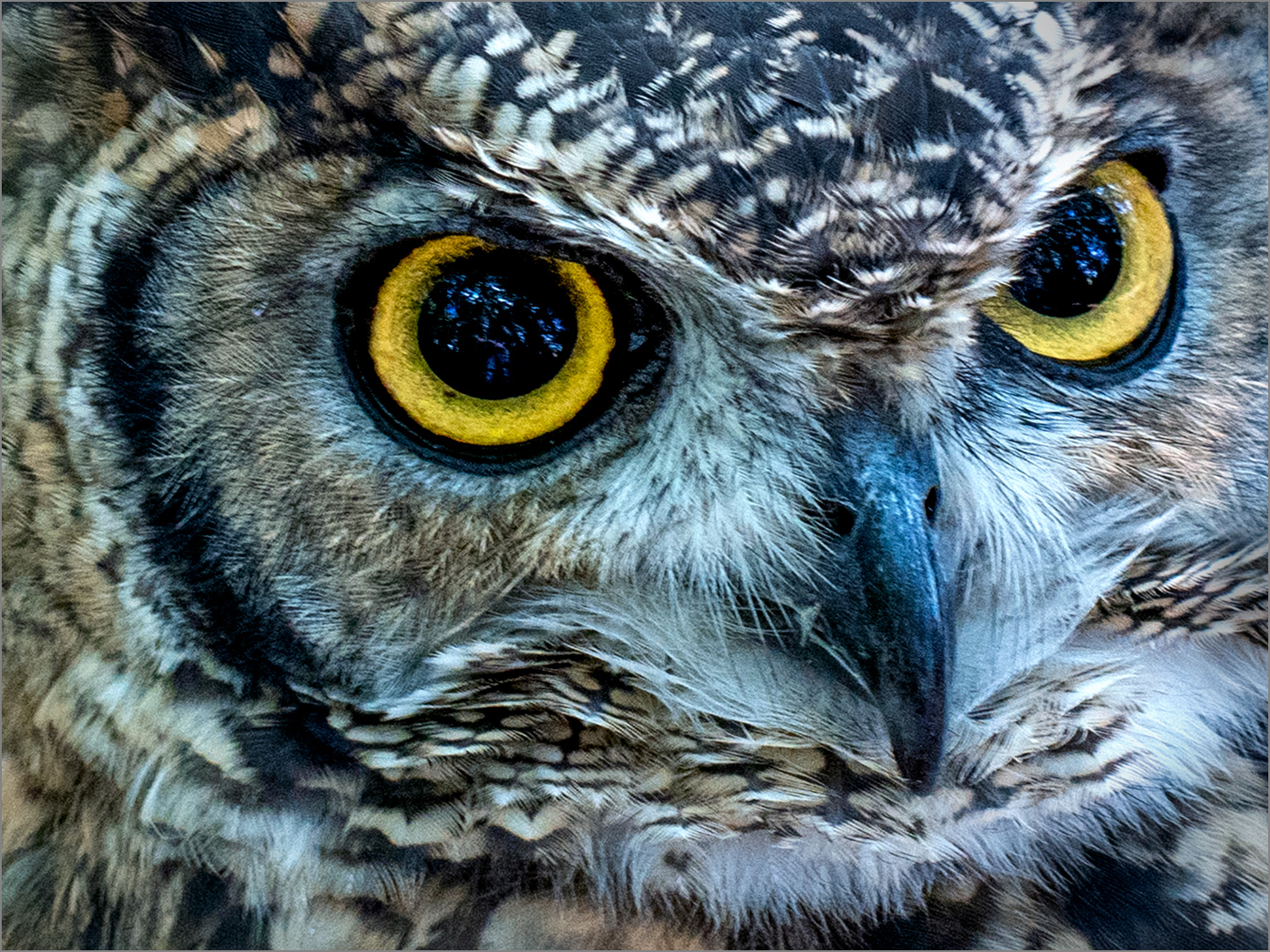 2nd Place: Eyes N Beak (Ian Griffiths)