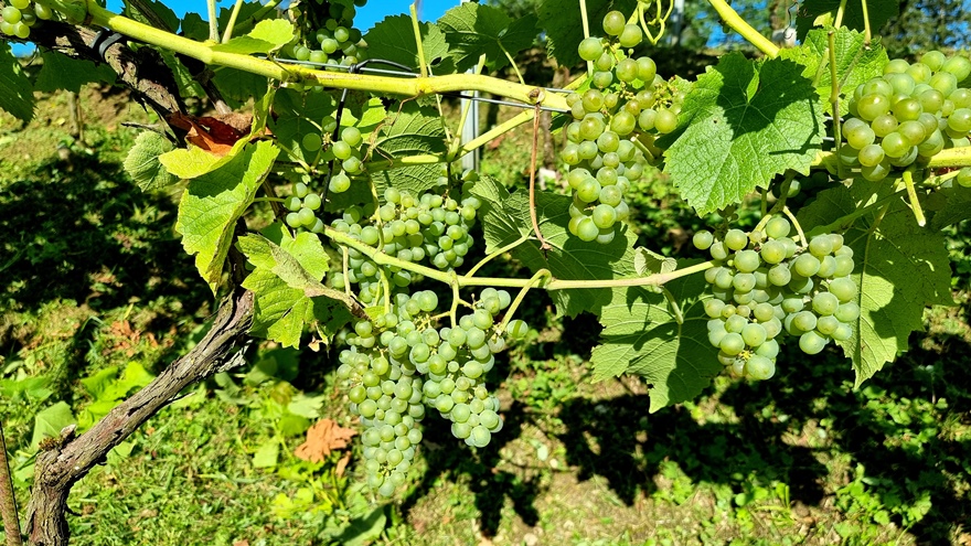 Nun müssen die Trauben geschützt werden !