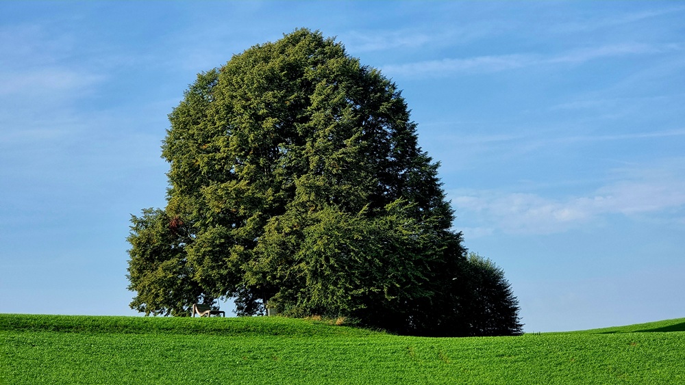 Spaziergang zur Stiebler Linde