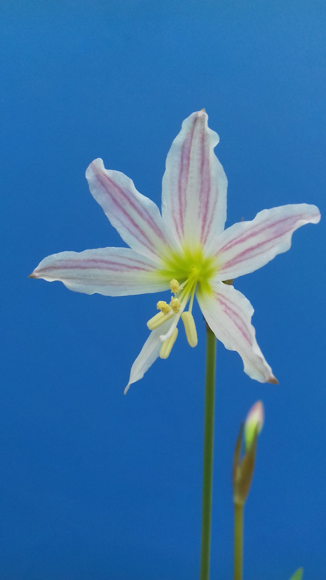 18. Hippeastrum idimae 	