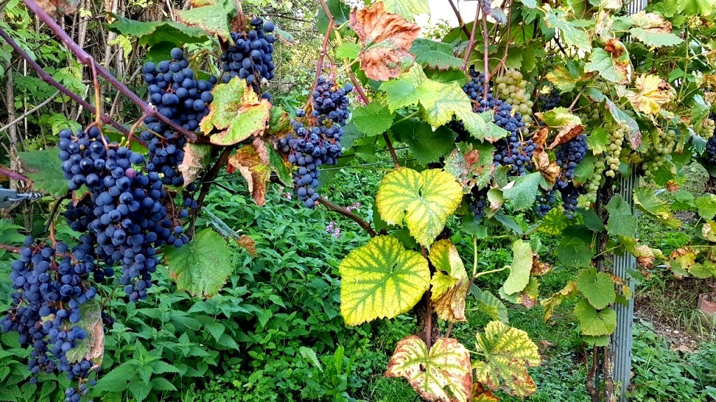 Üppige rote Trauben