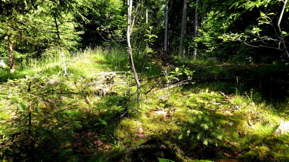 Verstecktes Hügelgrab im Jungwald
Arm- und Beinreife, Ringlein und Fibeln kamen zu Tage