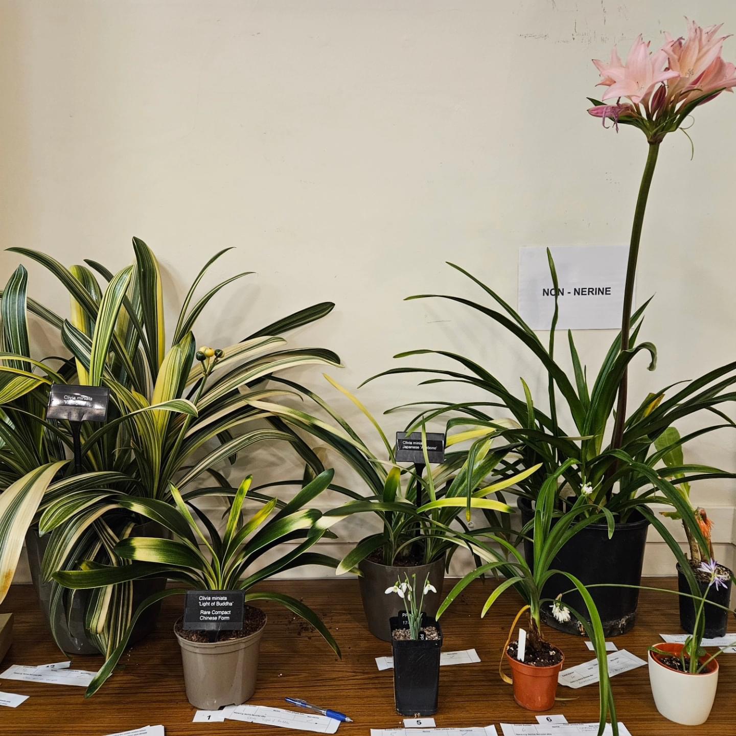 Non-Nerine Beauty Contest entries